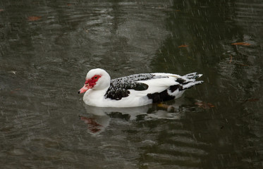 Duckling swims in the pond while it snows