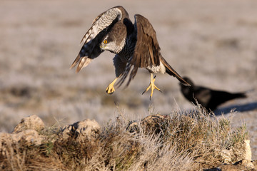 Two years old Northern goshawk early morning, birds, falcons, Accipiter gentilis