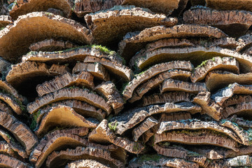 pieces of bark from trees