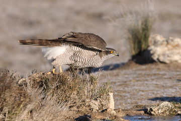 Two years old Northern goshawk early morning, birds, falcons, Accipiter gentilis