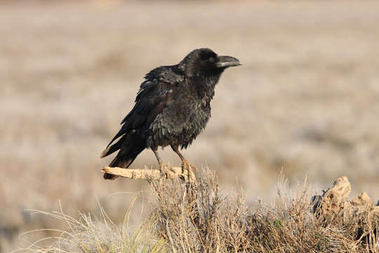 Common raven early morning, birds, crow, Corvus corax