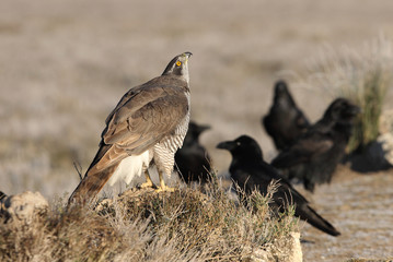 Two years old Northern goshawk with the first lights of a frosty morning, falcons, birds, raptors, Accipiter gentilis