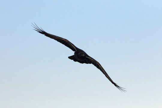 Common raven early morning, birds, crow, Corvus corax