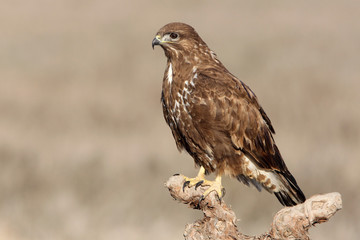 Common buzzard with the last lights of the sunset, birds, raptors, falcons, Buteo buteo