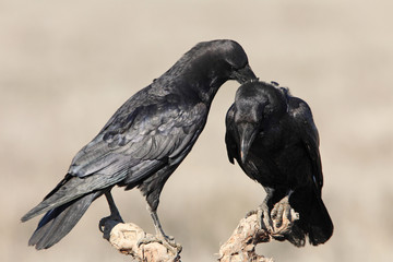 Fototapeta premium Male and female of Common raven with the last lights of the sunset in mating season, Corvus corax