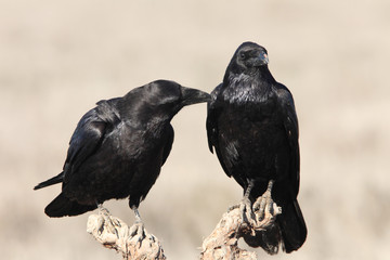 Male and female of Common raven with the last lights of the sunset in mating season, Corvus corax