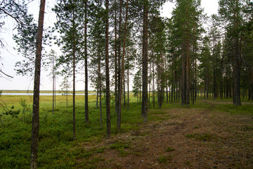pine forest near the swamp in the north