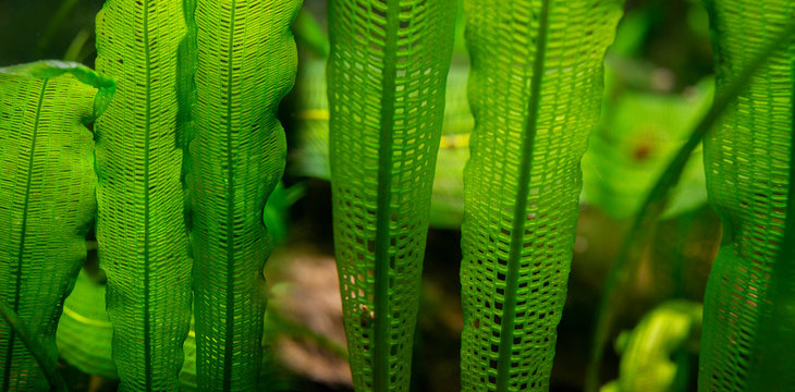 Aponogeton madagascariensis aquarium plant close up