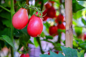 Red tomatoes on trees in organic garden for safety vegetable