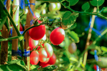 Obraz premium Red tomatoes on trees in organic garden for safety vegetable