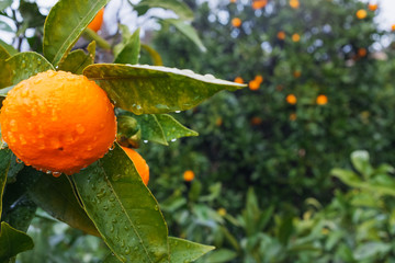 Juicy ripe Tangerine on a branch in a green garden with drops of moisture.