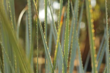 Aloe vera close shots