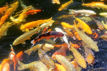 Obraz na płótnie Canvas Fantastic colored Koi carp swimming at pond in the garden