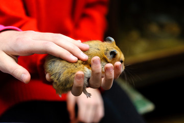 Children are holding and stroking a hamster, close-up