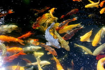 Fantastic colored Koi carp swimming at pond in the garden
