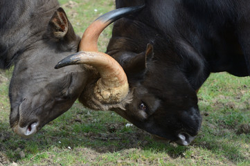 Fototapeta premium Gaur