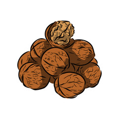 walnut illustration 