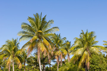 Fototapeta na wymiar Landscape view of coconut palms and beautiful blue sky in Bahia beach, Brazil.