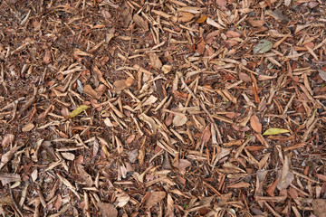 Dry leaf tree full on ground 