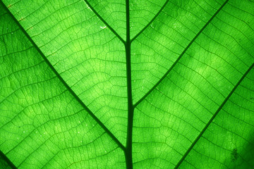 Obraz premium surface of the green leaves is beautiful.