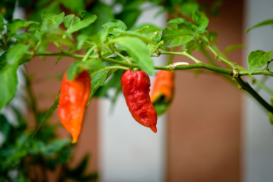 Home grown Bhut Jolokia, also known as ghost pepper, U morok, with Scoville rating of 1,041,427 SHU. Grown in the Indian North Eastern states of Anurachal Pradesh, Assam, Nagaland and Manipur