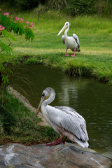 Two Pelicans Sitting by a Water Pond, Zoo Animals