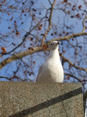 seagull on wall