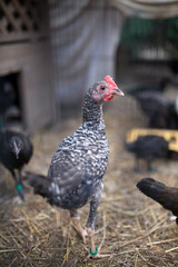 Hen standing in the yard on the farm. Proud fighting fowl. Beautifully colored chicken feathers.