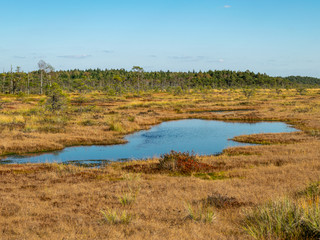 dark swamp lakes and small pines, reed and marsh landscape in the swamp