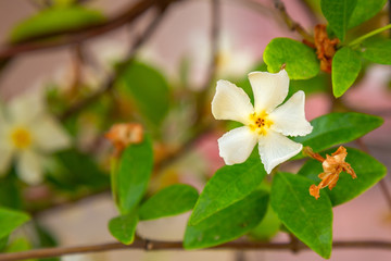Obraz na płótnie Canvas Asiatic jasmine flower macro closeup on a single flower.