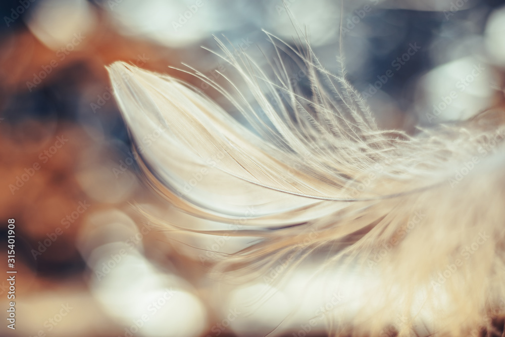 Poster Close up Beautiful one white Bird feather on a bokeh.  Pattern background for design texture.