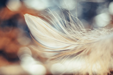 Close up Beautiful one white Bird feather on a bokeh.  Pattern background for design texture.
