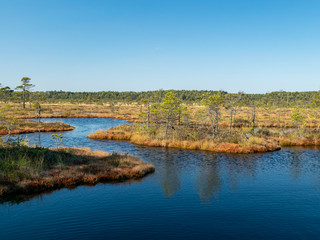 dark swamp lakes and small pines, reed and marsh landscape in the swamp