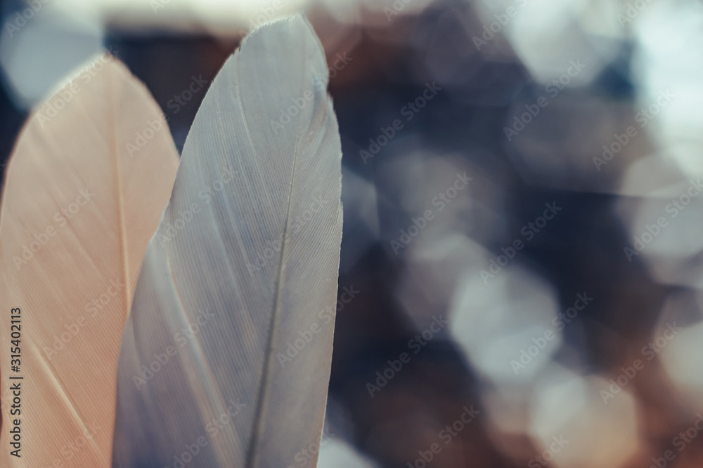 Poster Close up Beautiful two Bird feather on a bokeh background.  Pattern background for design texture.  Macro view photography