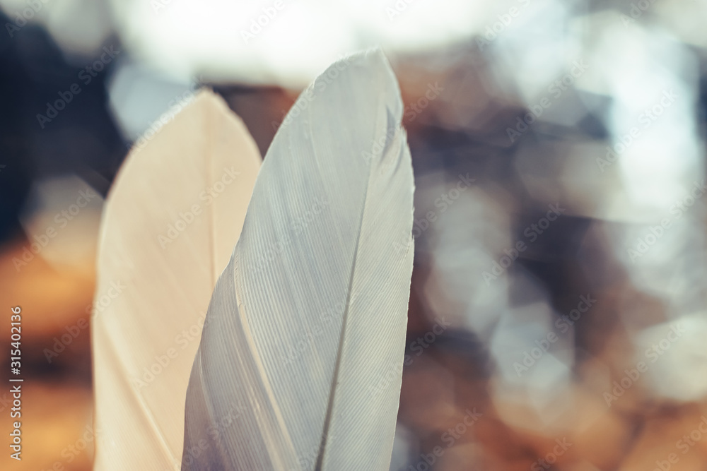 Poster Close up Beautiful two Bird feather on a bokeh background.  Pattern background for design texture.  Macro view photography