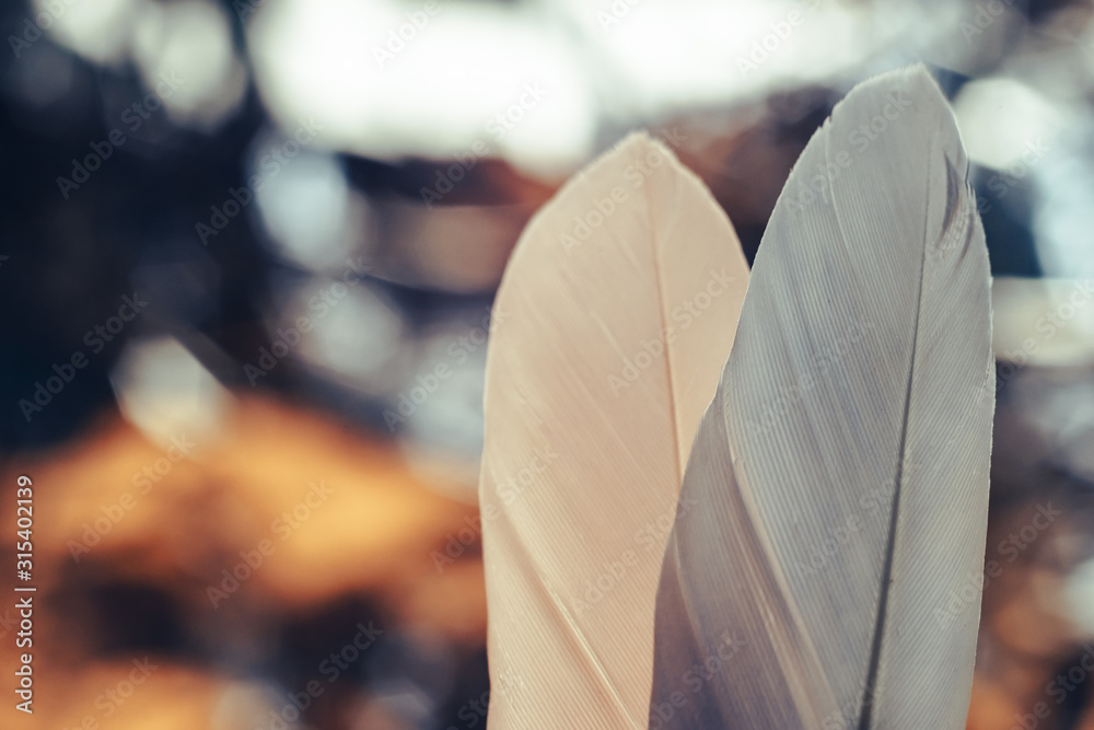 Poster Close up Beautiful two Bird feather on a bokeh background.  Pattern background for design texture.  Macro view photography
