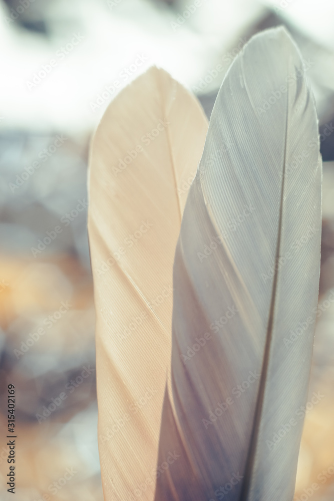 Poster Close up Beautiful two Bird feather on a bokeh background.  Pattern background for design texture.  Macro view photography
