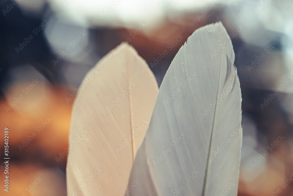 Poster Close up Beautiful two Bird feather on a bokeh background.  Pattern background for design texture.  Macro view photography