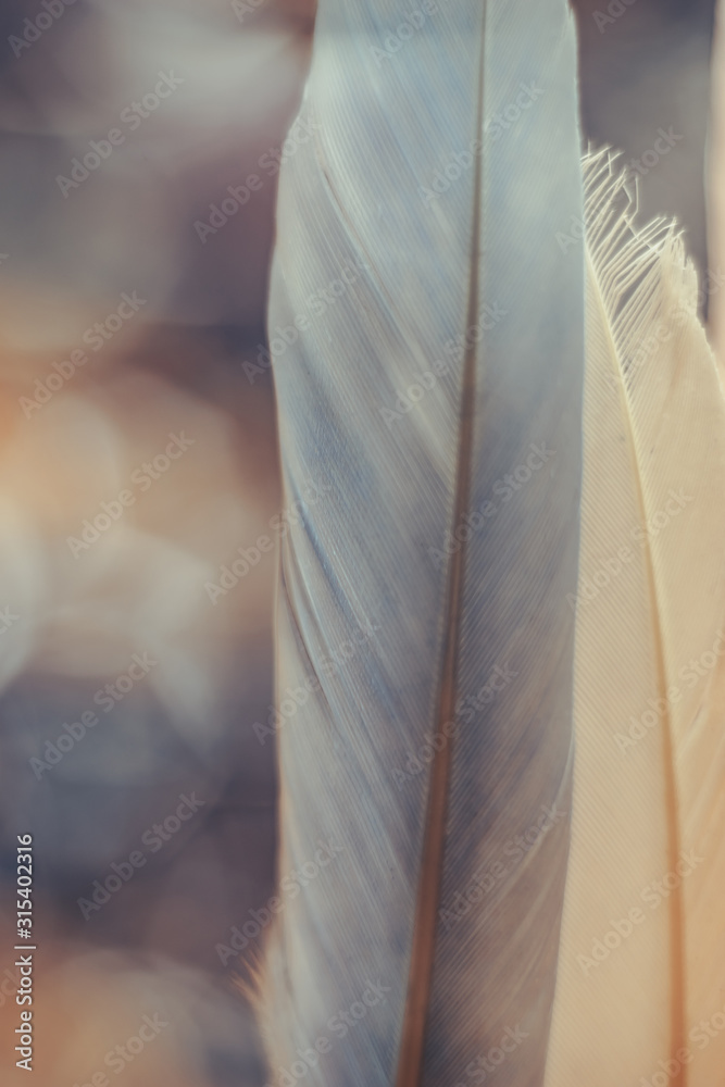 Poster Beautiful  Bird feather on a bokeh background.  Pattern background for design texture.