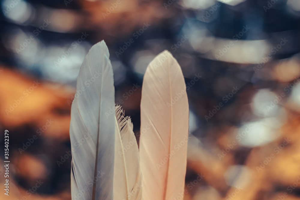 Poster Beautiful  Bird feather on a bokeh background.  Pattern background for design texture.