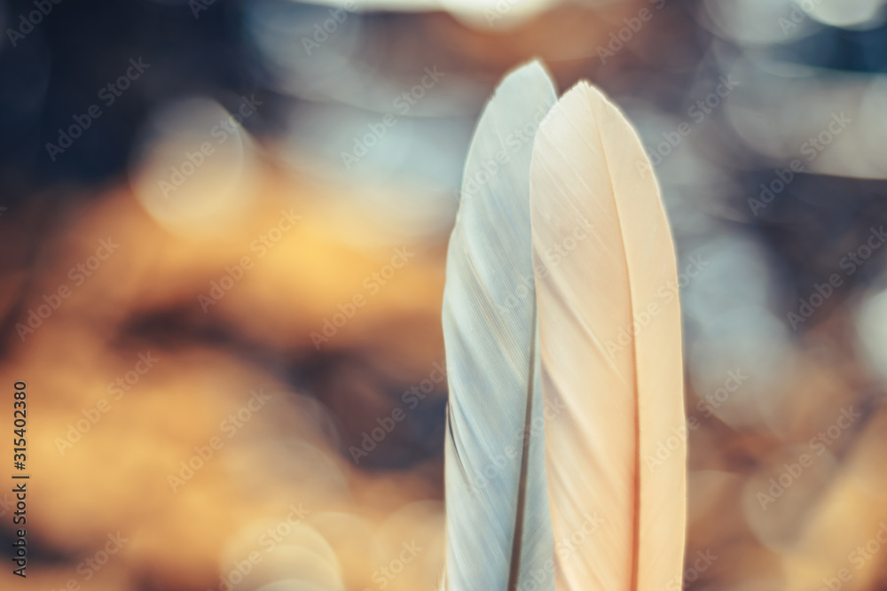 Poster Close up Beautiful two Bird feather on a bokeh background.  Pattern background for design texture.