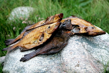 Smoked flatfish on the stone in Jurkalne, Latvia, smoked flounder
