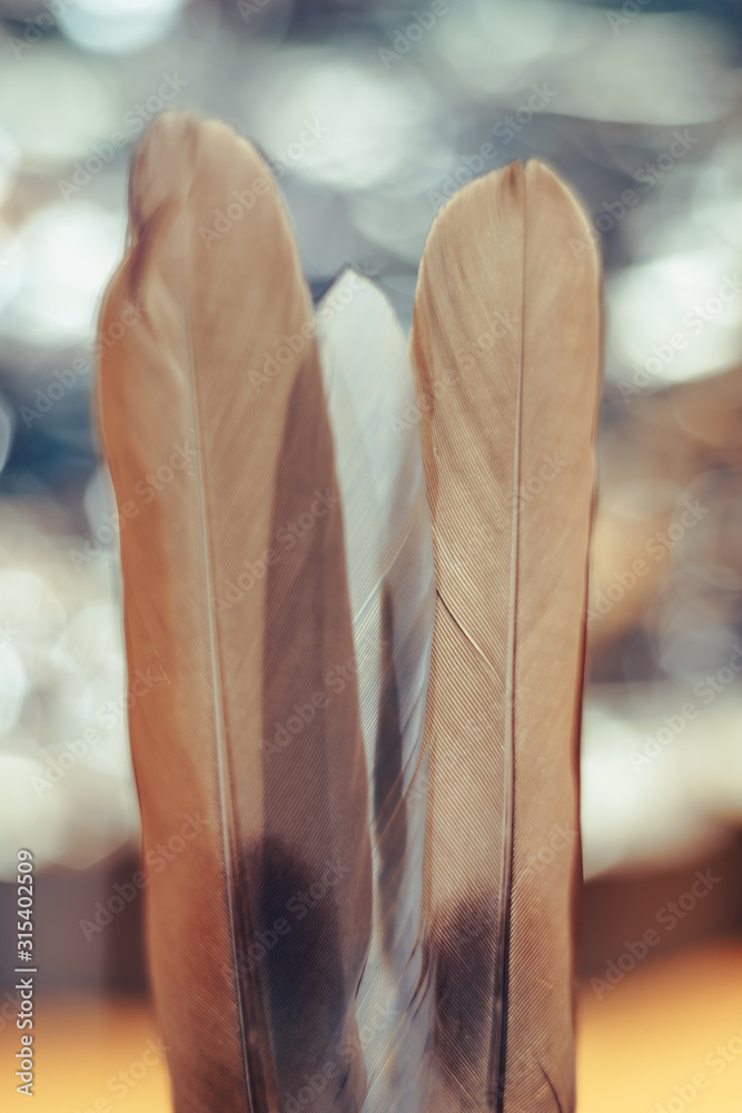 Poster Close up Beautiful  Bird feather on a bokeh background.  Pattern background for design texture.  Macro view photography