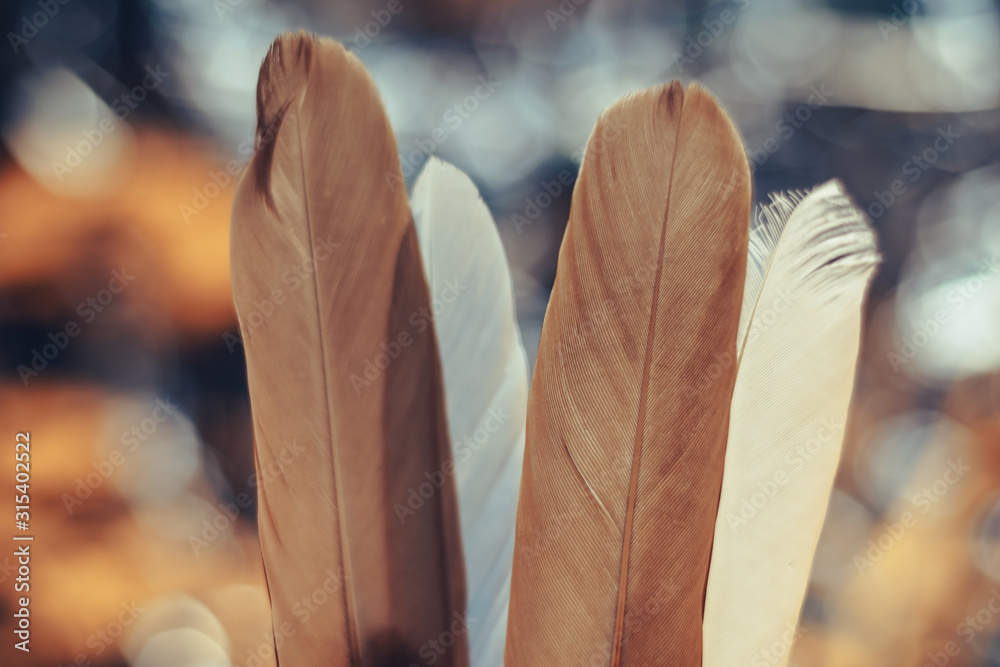 Poster Beautiful  Bird feather on a bokeh background.  Pattern background for design texture.