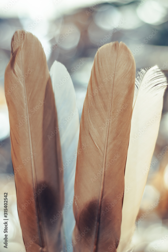 Poster Beautiful  Bird feather on a bokeh background.  Pattern background for design texture.