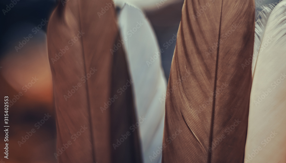 Poster Close up Beautiful  Bird feather on a bokeh background.  Pattern background for design texture.  Macro view photography