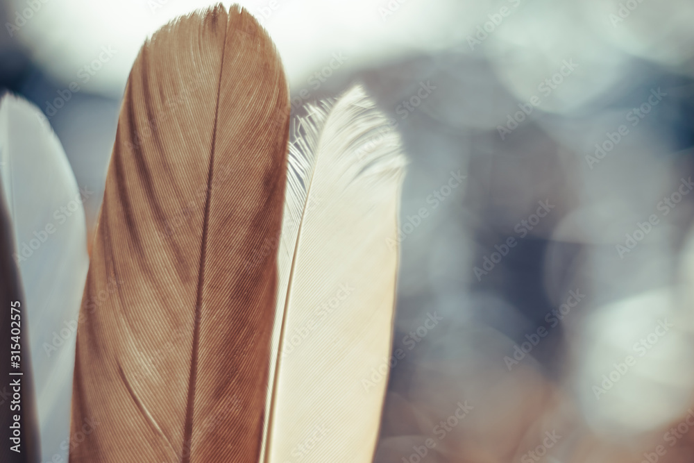 Poster Close up Beautiful  Bird feather on a bokeh background.  Pattern background for design texture.  Macro view photography