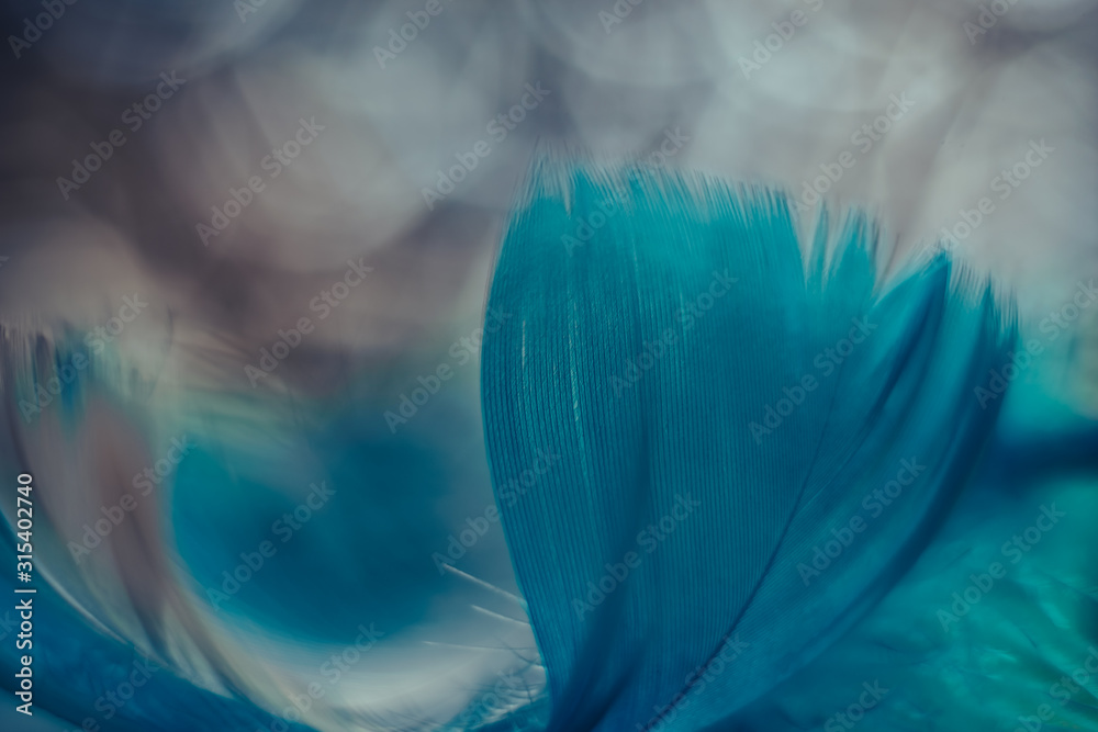 Poster Close up Beautiful blue Bird feather pattern on a bokeh background for design texture.