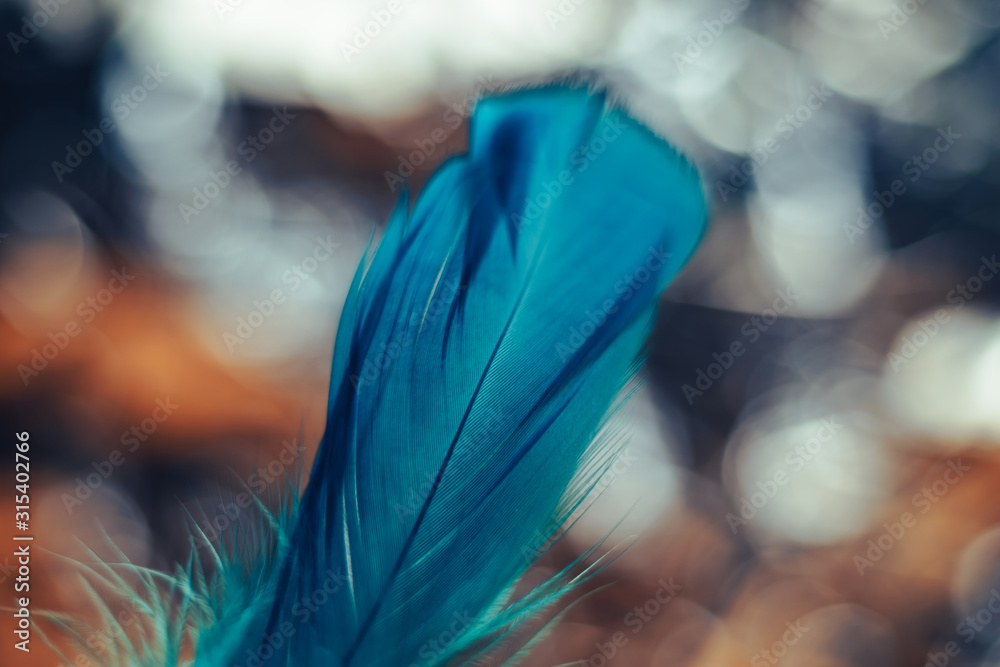 Poster Close up Beautiful blue Bird feather pattern on a bokeh background for design texture.