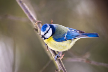 Blue tit looking into the camera with curiosity.